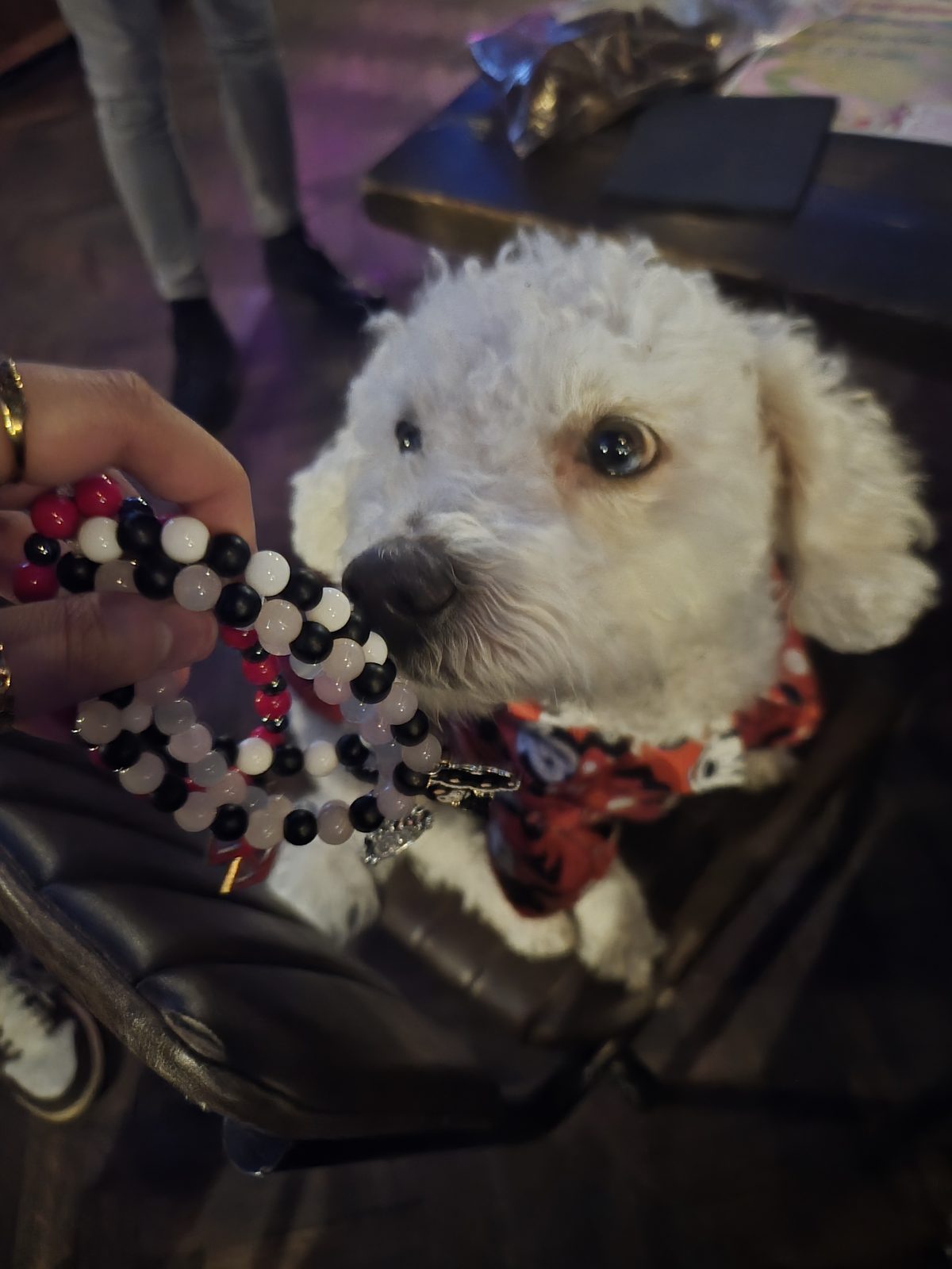 A small white dog dressed up at Cosplay for a Cause