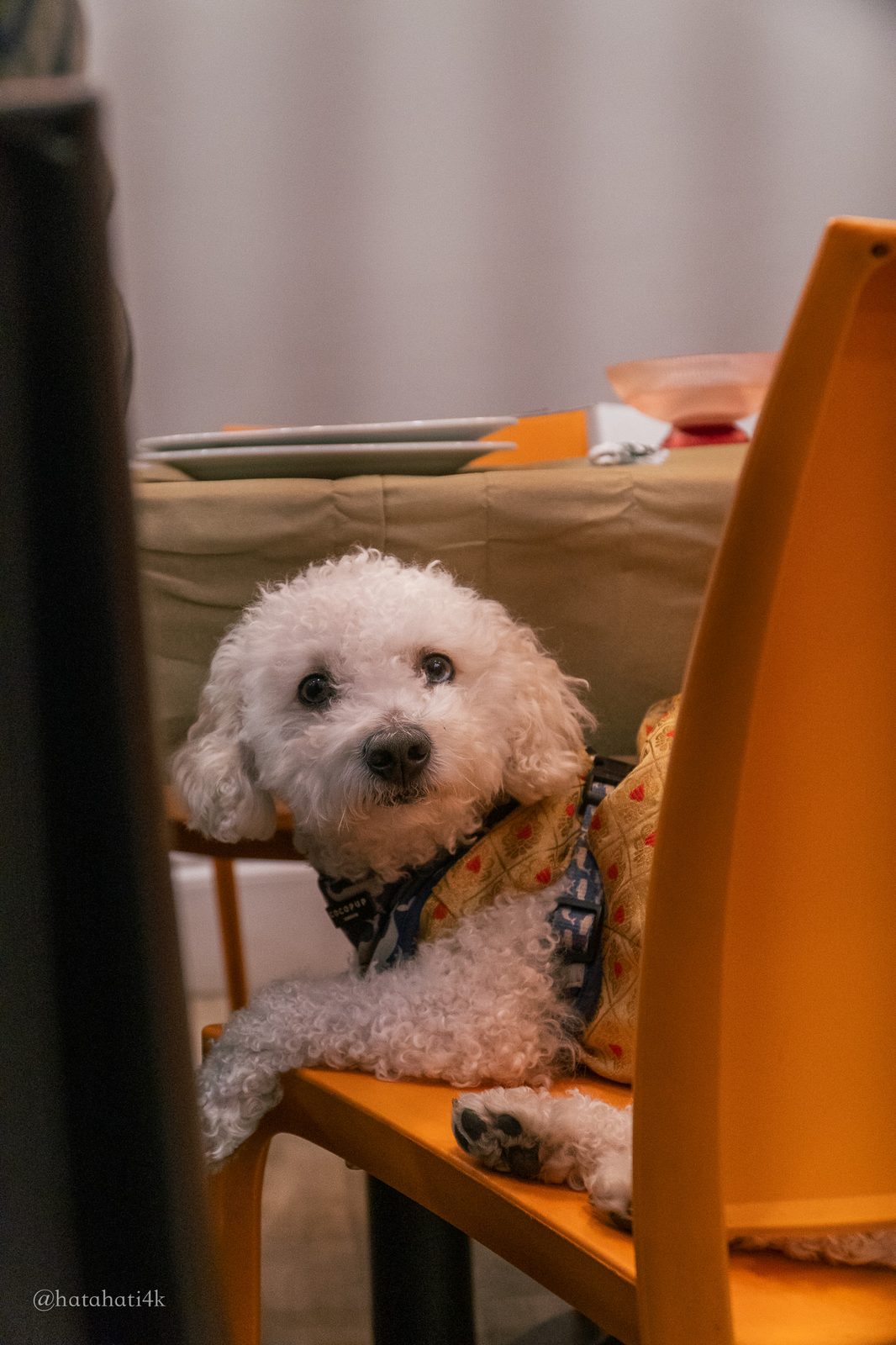 A small dog dressed up at an Ambifest social